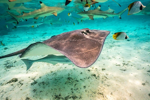 French Polynesia- Bora Bora. Black tip reef sharks and stingray. White Modern Wood Framed Art Print with Double Matting by Jaynes Gallery