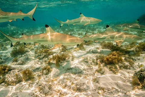French Polynesia- Bora Bora. Black-tipped reef sharks close-up. Black Modern Wood Framed Art Print by Jaynes Gallery