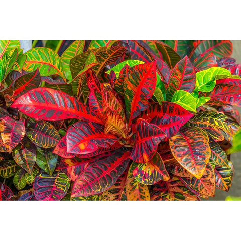 Colorful leaves-Moorea-Tahiti-French Polynesia Black Modern Wood Framed Art Print by Perry, William
