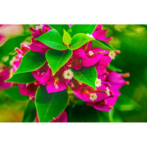 Pink bougainvillea closeup-Moorea-Tahiti-French Polynesia Black Modern Wood Framed Art Print by Perry, William