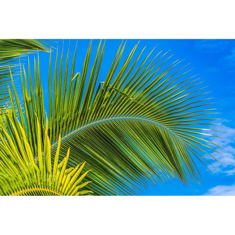 Green palm fronds-Moorea-Tahiti-French Polynesia White Modern Wood Framed Art Print by Perry, William