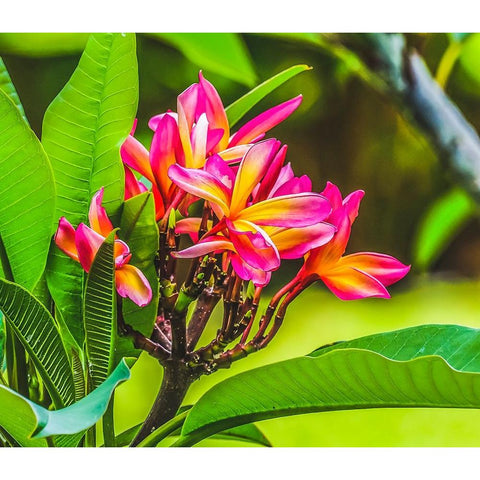 Frangipani Plumeria-Moorea-Tahiti-French Polynesia Black Modern Wood Framed Art Print by Perry, William