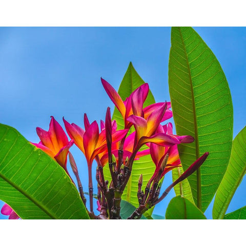 Frangipani Plumeria-Moorea-Tahiti-French Polynesia Black Modern Wood Framed Art Print by Perry, William