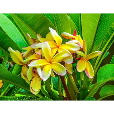 Frangipani plumeria-Moorea-Tahiti-French Polynesia White Modern Wood Framed Art Print by Perry, William