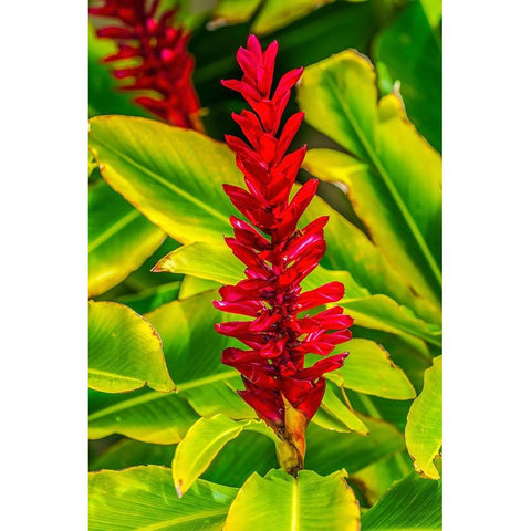 Pinecone ginger-Moorea-Tahiti-French Polynesia-Native to Malaysia Black Modern Wood Framed Art Print by Perry, William