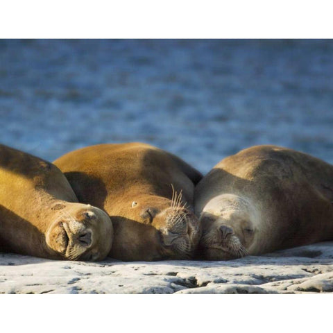 Argentina, Chubut Three sleeping sea lions Black Modern Wood Framed Art Print by Kaveney, Wendy