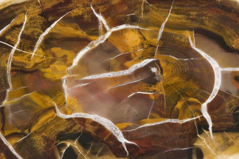 Argentina Close-up of petrified wood Black Ornate Wood Framed Art Print with Double Matting by Kirkland, Dennis