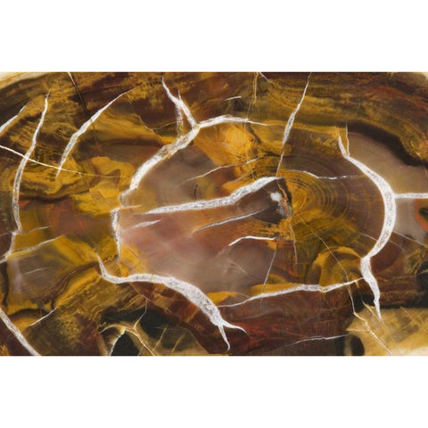 Argentina Close-up of petrified wood Black Modern Wood Framed Art Print by Kirkland, Dennis