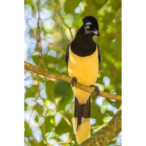 Argentina-Iguazu Falls National Park Plush-crested jay in tree  Black Modern Wood Framed Art Print with Double Matting by Jaynes Gallery