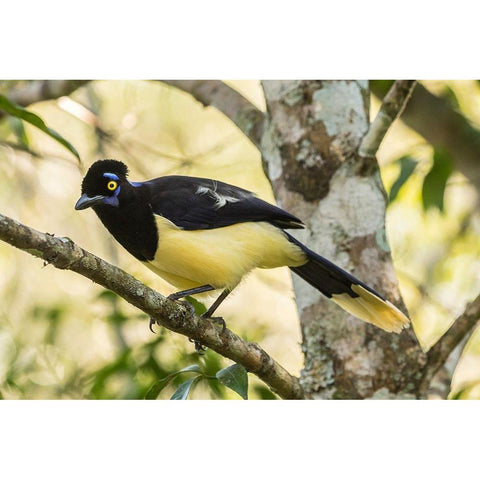 Argentina-Iguazu Falls National Park Plush-crested jay in tree  Black Modern Wood Framed Art Print with Double Matting by Jaynes Gallery