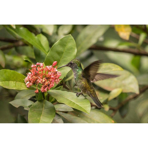 Argentina-Puerto Iguazu-Jardin de los Picaflores Versicolored emerald hummingbird feeding Black Modern Wood Framed Art Print with Double Matting by Jaynes Gallery
