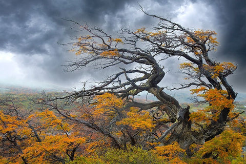 Argentina-Patagonia-Fierce winds have shaped these trees White Modern Wood Framed Art Print with Double Matting by Jaynes Gallery