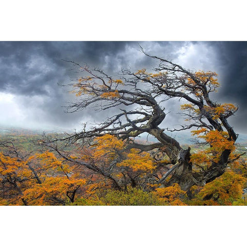 Argentina-Patagonia-Fierce winds have shaped these trees Black Modern Wood Framed Art Print by Jaynes Gallery