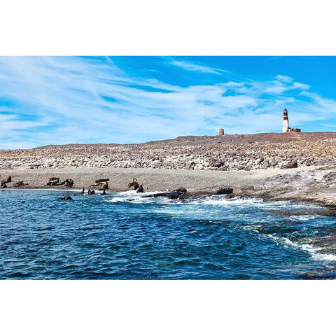Argentina-Santa Cruz Puerto Deseado-Isla Pinguino (Penguin Island)-sea lions Gold Ornate Wood Framed Art Print with Double Matting by Molinari, Michele