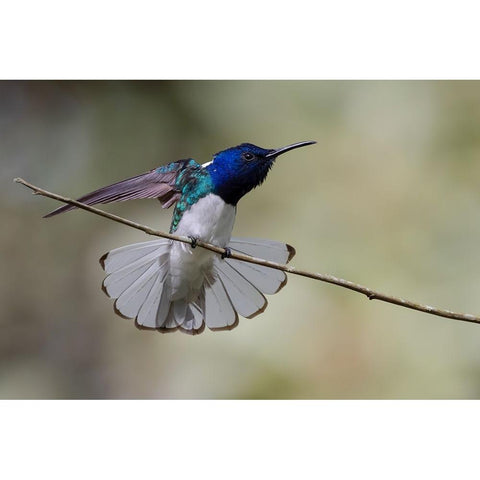 Belize-Central America-White-necked Jacobin-Feeding at Chan Chick Ecolodge Black Modern Wood Framed Art Print by Norring, Tom