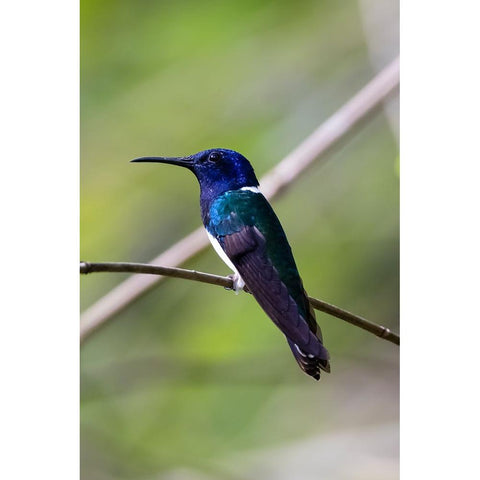 Belize-Central America-White-necked Jacobin-Feeding at Chan Chick Ecolodge Black Modern Wood Framed Art Print with Double Matting by Norring, Tom