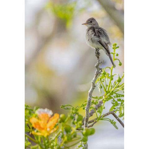 Belize-Central America-Morelets Seedeater White Modern Wood Framed Art Print by Norring, Tom