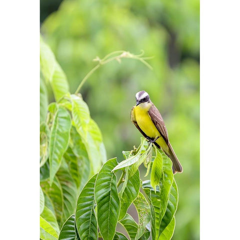 Belize-Central America-Tropical Kingbird Black Modern Wood Framed Art Print by Norring, Tom