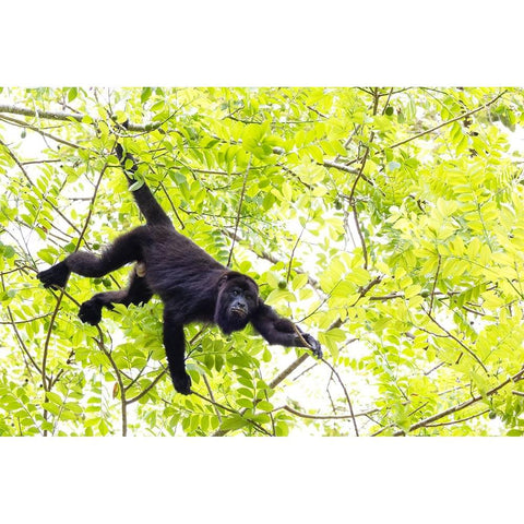 Belize-Central America-Howler Monkey-Their howling can travel up to 5 km in the dense tropical fore Black Modern Wood Framed Art Print by Norring, Tom
