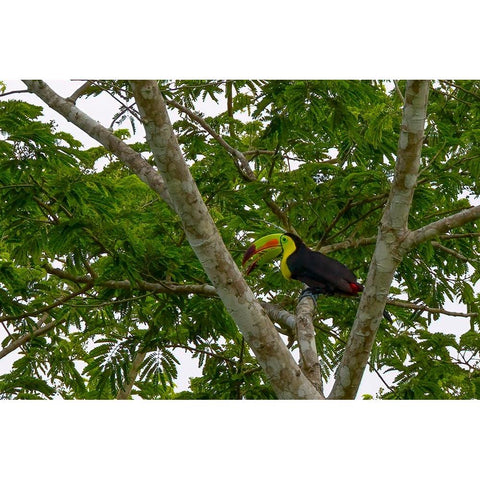 Belize-Central America-Keel-billed toucan Gold Ornate Wood Framed Art Print with Double Matting by Norring, Tom
