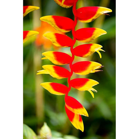Belize-Central America-Orange and red parrots beak flower Black Modern Wood Framed Art Print by Norring, Tom