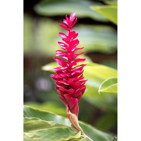 Belize-Central America-Red torch ginger flower Black Modern Wood Framed Art Print by Norring, Tom