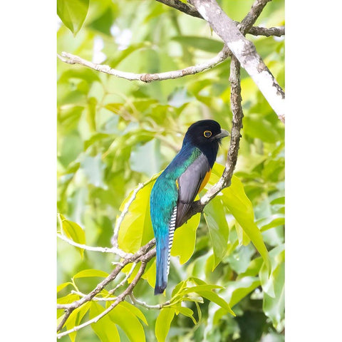 Belize-Central America-Gartered Trogon with iridescent bluish back Black Modern Wood Framed Art Print with Double Matting by Norring, Tom