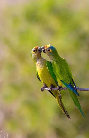 Brazil, Pantanal Peach-fronted parakeets pair White Modern Wood Framed Art Print with Double Matting by Williams, Joanne