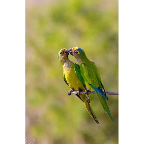 Brazil, Pantanal Peach-fronted parakeets pair Black Modern Wood Framed Art Print by Williams, Joanne