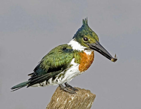 Brazil, Pantanal Amazon kingfisher with fish White Modern Wood Framed Art Print with Double Matting by Williams, Joanne