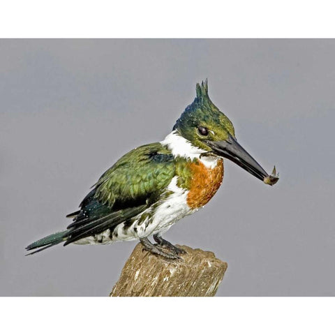 Brazil, Pantanal Amazon kingfisher with fish Gold Ornate Wood Framed Art Print with Double Matting by Williams, Joanne