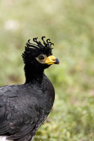 Brazil, Pantanal Bare-faced curassow Black Ornate Wood Framed Art Print with Double Matting by Williams, Joanne