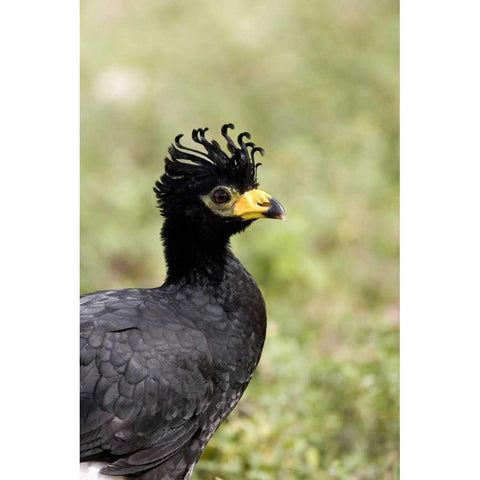 Brazil, Pantanal Bare-faced curassow Black Modern Wood Framed Art Print by Williams, Joanne