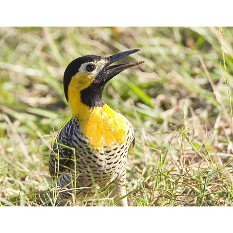 Brazil, Pantanal Campo flicka in ground cover Gold Ornate Wood Framed Art Print with Double Matting by Williams, Joanne