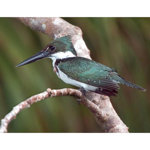 Brazil, Pantanal Green kingfisher on tree limb Black Modern Wood Framed Art Print with Double Matting by Williams, Joanne