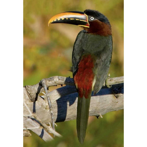 Brazil, Pantanal Chestnut-eared aracari on tree Gold Ornate Wood Framed Art Print with Double Matting by Williams, Joanne