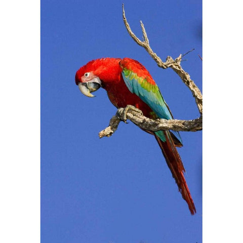 Brazil, Pantanal Red and green macaw White Modern Wood Framed Art Print by Williams, Joanne