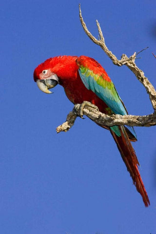 Brazil, Pantanal Red and green macaw White Modern Wood Framed Art Print with Double Matting by Williams, Joanne