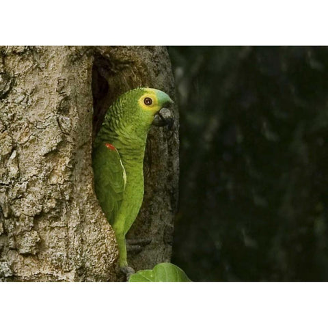 Brazil, Pantanal White-eyed parakeet in tree Gold Ornate Wood Framed Art Print with Double Matting by Williams, Joanne