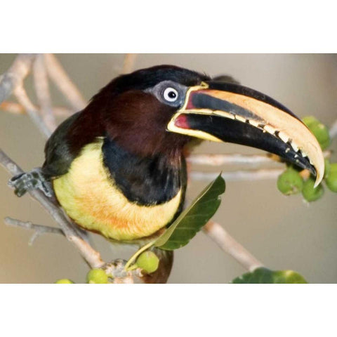 Brazil, Pantanal wetlands Chestnut-eared aracari Black Modern Wood Framed Art Print with Double Matting by Williams, Joanne