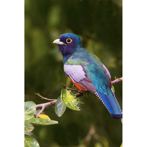 Brazil The blue-crowned trogon in a wetland Black Modern Wood Framed Art Print with Double Matting by Williams, Joanne