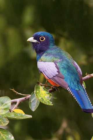 Brazil The blue-crowned trogon in a wetland White Modern Wood Framed Art Print with Double Matting by Williams, Joanne