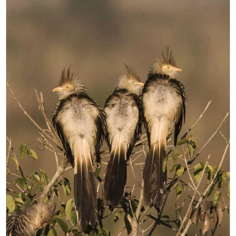 Brazil Three guira cuckoos on a limb White Modern Wood Framed Art Print by Williams, Joanne