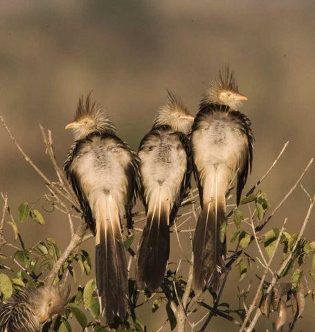 Brazil Three guira cuckoos on a limb White Modern Wood Framed Art Print with Double Matting by Williams, Joanne