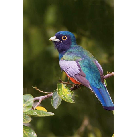 Brazil, Pantanal Blue-crowned trogan on limb Black Modern Wood Framed Art Print by Williams, Joanne