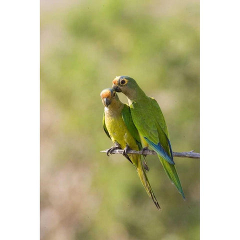 Brazil, Pantanal Peach-fronted parakeets on limb Black Modern Wood Framed Art Print by Williams, Joanne