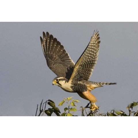 Brazil, Pantanal American kestrel takes flight Black Modern Wood Framed Art Print with Double Matting by Williams, Joanne