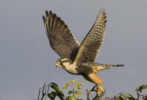 Brazil, Pantanal American kestrel takes flight White Modern Wood Framed Art Print with Double Matting by Williams, Joanne