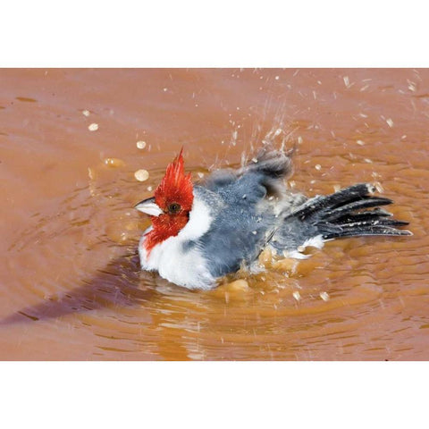 Brazil, Pantanal Red-crested cardinal bathing White Modern Wood Framed Art Print by Williams, Joanne
