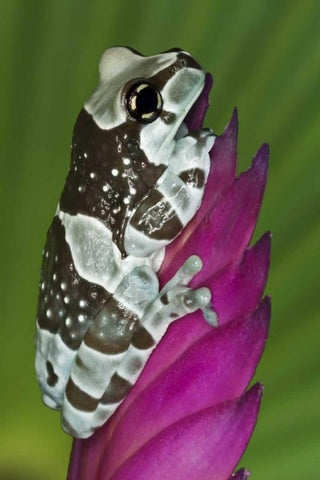 Brazil, Amazon Basin Amazon milk frog White Modern Wood Framed Art Print with Double Matting by Flaherty, Dennis